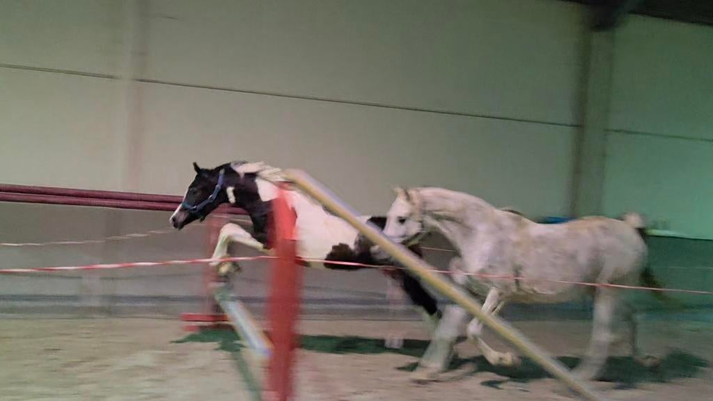 Merrieveulen Reddy Wally ter Linden BWP arabier Eventing, Merrie