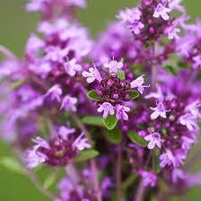 Thymus Serpyllum, Ophalen, Halfschaduw