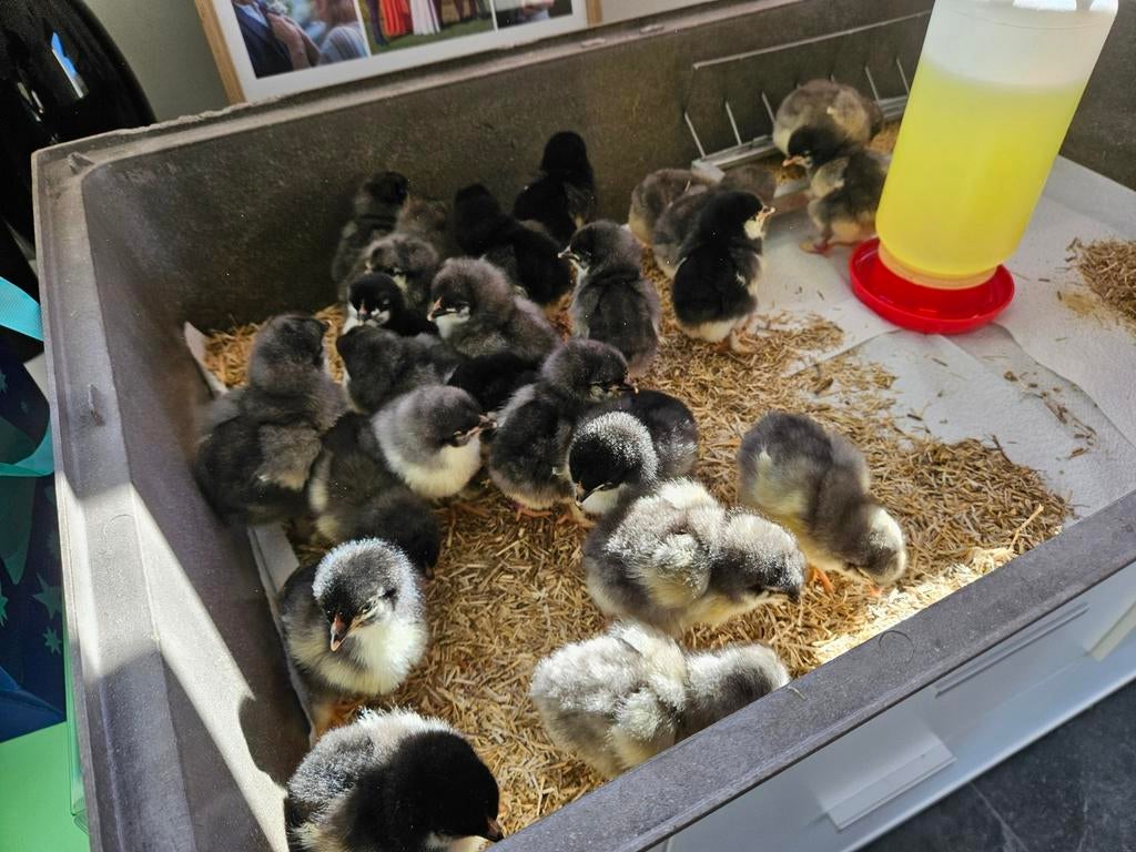Eendagskuikens marans, Dieren en Toebehoren, Pluimvee