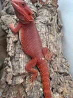 Pogona male red/ extreme red /hypo/trans leatherback, Dieren en Toebehoren, Hagedis, 0 tot 2 jaar