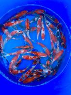 HQ Tosai Hiroi (Conias) 18-23cm., Dieren en Toebehoren, Karper of Koi