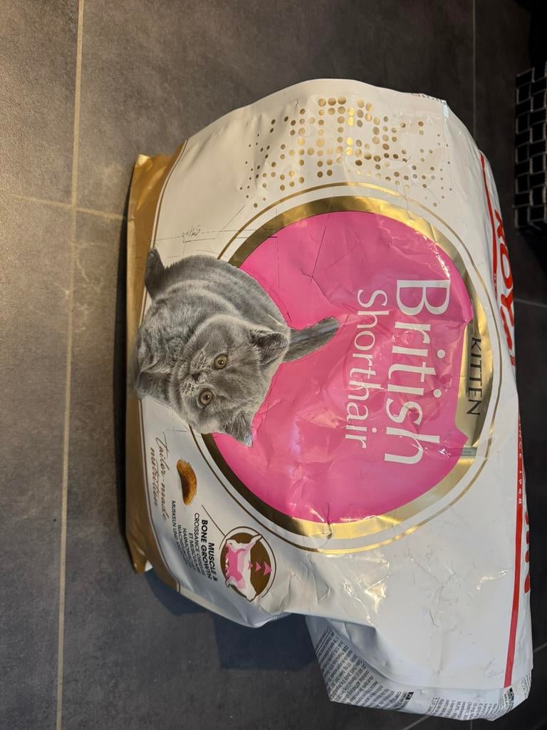 British shorthair kitten brokjes +- 2,9kg, Ophalen of Verzenden, Gebruikt