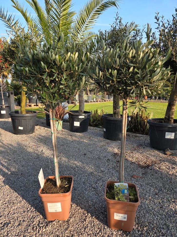 Olijfboom Olea Europaea, Tuin en Terras, Planten | Bomen, Olijfboom, Ophalen