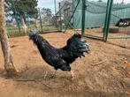 Ayam cemani broed eieren, Dieren en Toebehoren, Pluimvee