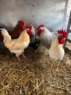 Coqs à vendre