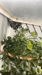 couple morelia spilota, Animaux & Accessoires