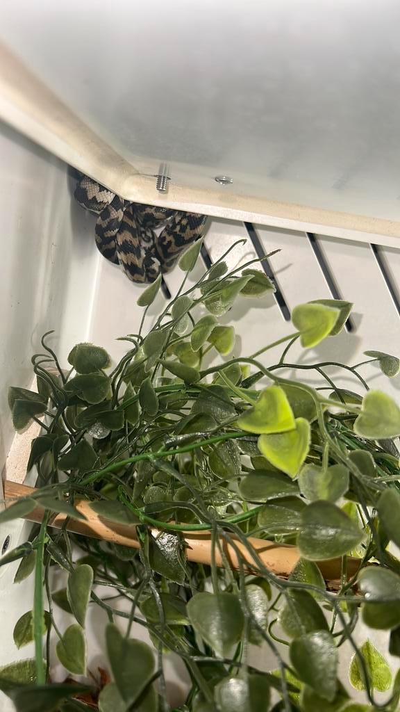 couple morelia spilota, Animaux & Accessoires, Reptiles & Amphibiens