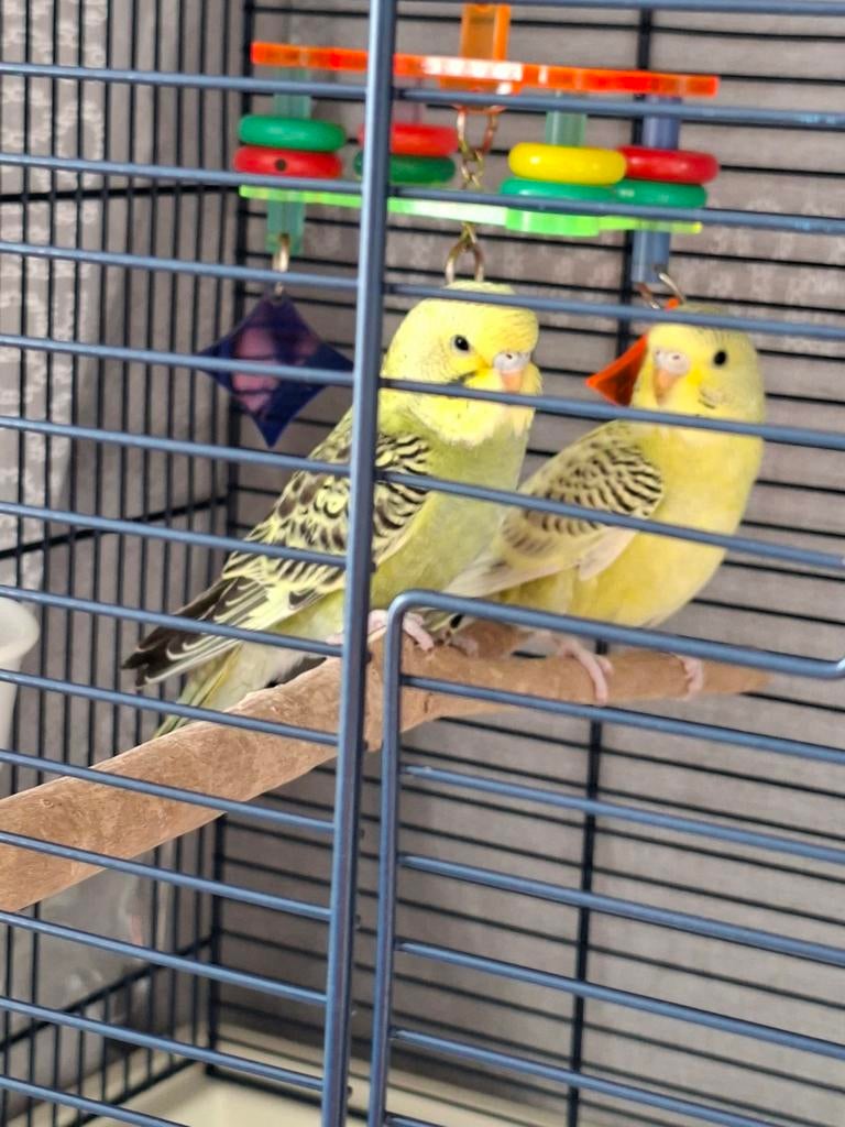 PERRUCHES ONDULÉES BÉBÉS, Animaux & Accessoires, Oiseaux | Perruches & Perroquets, Perruche