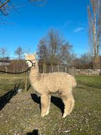 Alpaca’s te koop - stamboekdieren, Août, Plusieurs animaux