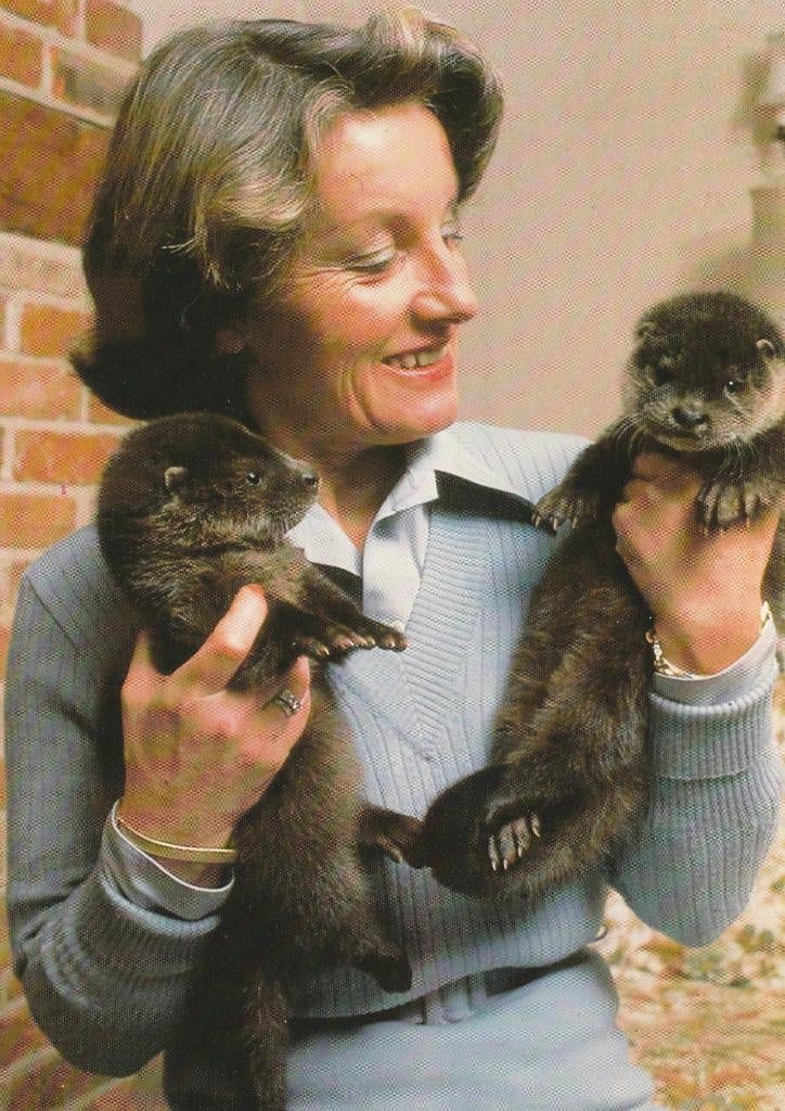 JONGE  OTTERS, Collections, Cartes postales | Animaux, Envoi, Non affranchie, Animal sauvage