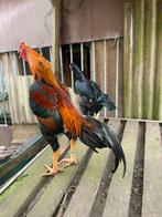 Broedeieren O Shamo SUPERKWALITEIT