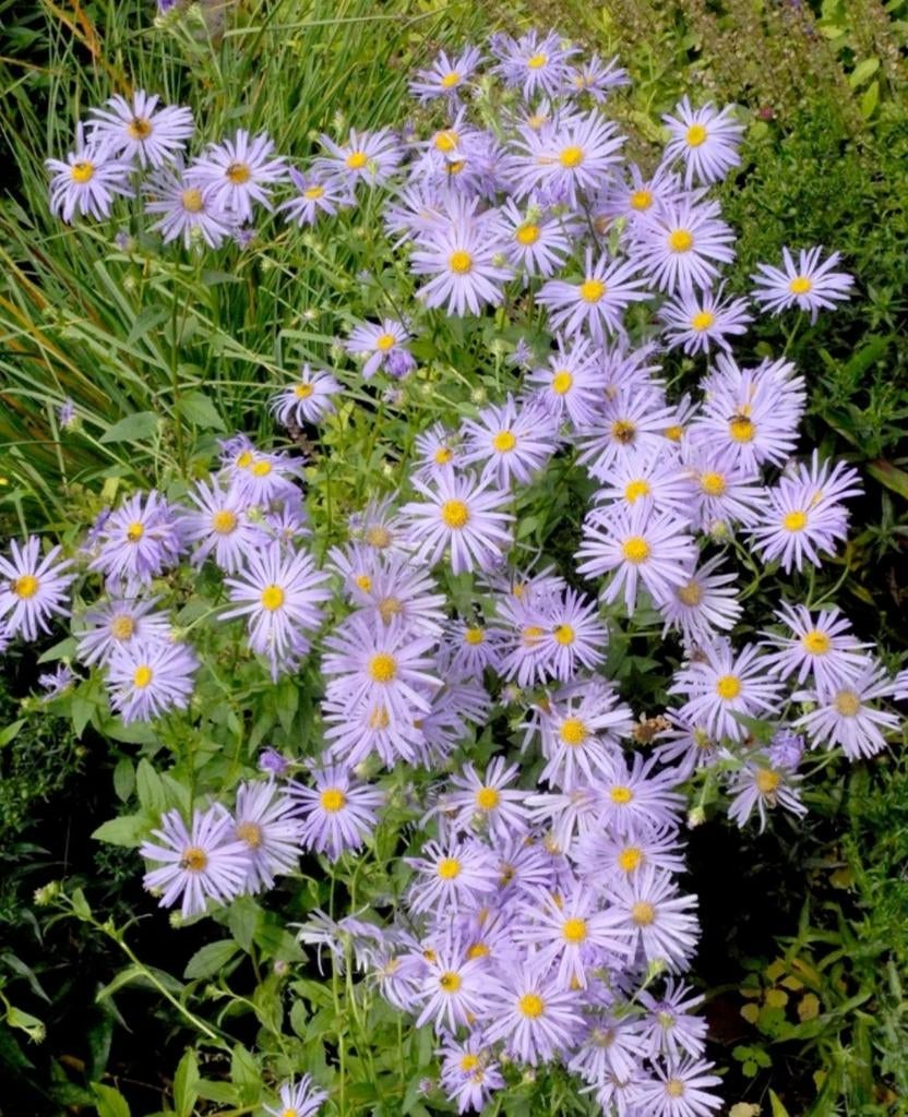 Aster à donner, Ophalen, Zomer
