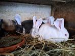 Konijnen te koop