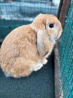 Gecastreerde NHD ram, Petit