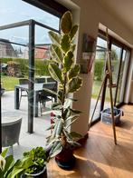 Grote Ficus elastica ‘Tineke’ – bonte rubberplant, Huis en Inrichting, Kamerplanten, Ophalen, Ficus