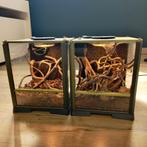 2x Terrarium voor spinnen of insecten van Eightlegged Fluffs