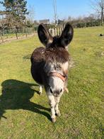 10 jarige ezel ruin, Janvier, Mâle