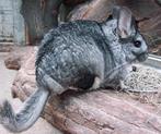 Chinchilla, Chinchilla, Mâle, Domestique, Janvier