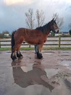5 jarige trekpaard ruin met stamboek, Ruin