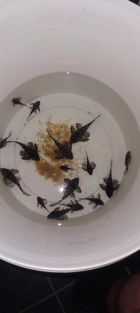 Kweekgroep L236 Glaser + halfwas jongen , samen of apart, Animaux & Accessoires, Poissons | Poissons d'aquarium