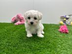 Nids de chiots Bichon Maltais, Bichon maltais, Plusieurs, Parvovirose, Belgique