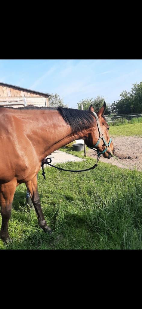 Super brave merrie te koop, Dieren en Toebehoren, Paarden en Pony's | Dekhengsten en Fokmerries, Merrie