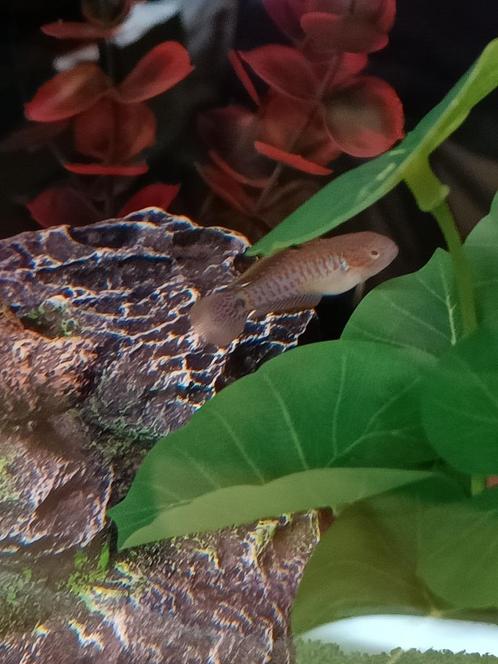 Heeft iemand al een groepje pauwoog grondels? (lees tekst), Dieren en Toebehoren, Vissen | Aquariumvissen, Zoetwatervis, Vis