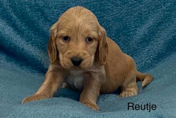 Engelse cocker spaniel  pups beschikbaar voor biedingen