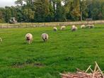 Schapen, Dieren en Toebehoren, Schapen, Geiten en Varkens, Meerdere dieren, Schaap, 0 tot 2 jaar