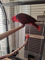 Prachtige lieve edel papagaai