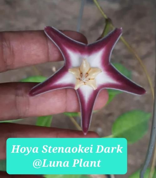 Hoya Stenaoke dark, Huis en Inrichting, Kamerplanten, Overige soorten, Minder dan 100 cm, Bloeiende kamerplant, Halfschaduw, Verzenden