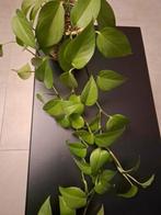 Epipremnum jade pothos, Huis en Inrichting, Kamerplanten, Ophalen