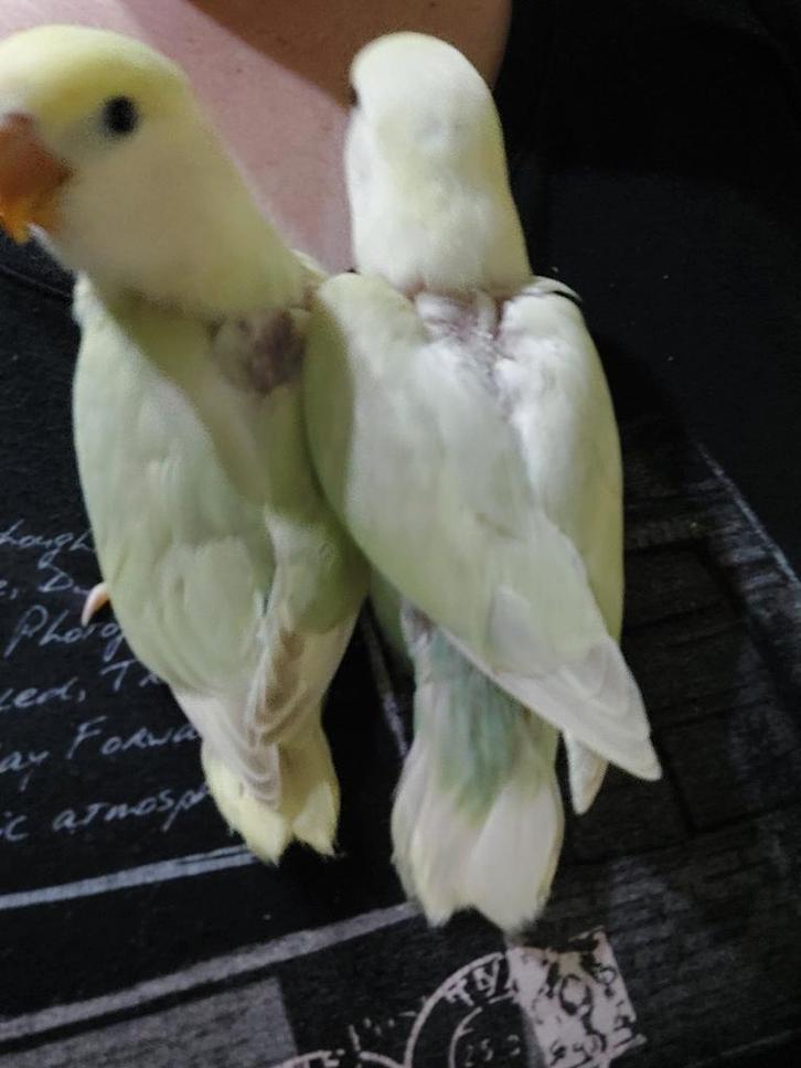 Baby dwergpapegaaien tam van de pap af, Dieren en Toebehoren, Vogels | Parkieten en Papegaaien, Tam