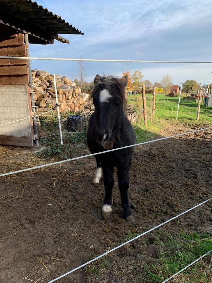 Shetland Hengstveulen, Dieren en Toebehoren, Pony's, Hengst, Onbeleerd, A pony (tot 1.17m), 0 tot 2 jaar, Ontwormd