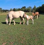 Merrie met bont veulen, Dieren en Toebehoren, Paarden, Merrie
