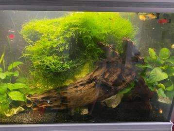 prachtig groot stuk aqarium hout 65 cm lang beschikbaar voor biedingen