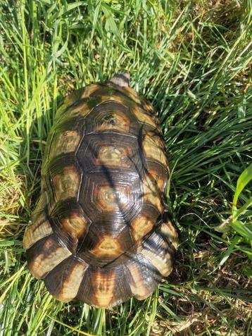 Griekse  Marginata's  beschikbaar voor biedingen