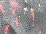 Koi vissen, Karper of Koi