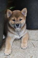 Shiba teefje met stamboom, Dieren en Toebehoren, België, Fokker | Hobbymatig, Overige rassen, 8 tot 15 weken