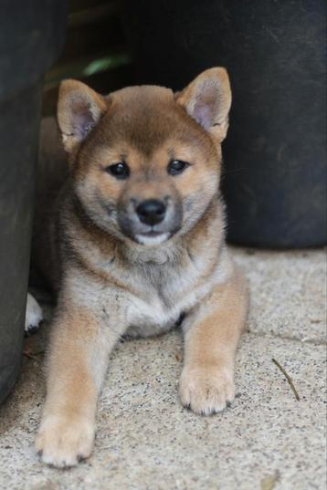 Shiba puppy's met stamboom  beschikbaar voor biedingen