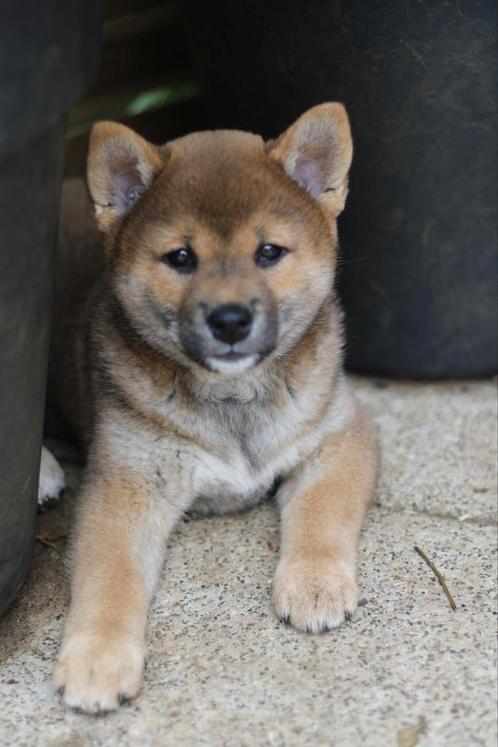 Shiba puppy's met stamboom, Dieren en Toebehoren, Honden | Poolhonden, Keeshonden en Oertypen, Meerdere dieren, Overige rassen