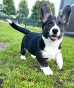 Welsh Corgi Cardigan pups Belgisch corgi pups, Dieren en Toebehoren, Honden | Herdershonden en Veedrijvers, België, Overige rassen