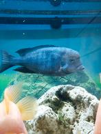 Chicliden, Animaux & Accessoires, Poissons | Poissons d'aquarium, Poisson