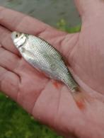 Jonge voorn 3-10 cm, Dieren en Toebehoren, Vissen | Vijvervissen