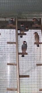 Padda's/rijstvogels grijs wildkleur (jongen en overjaarse)