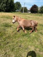 Pony, Dieren en Toebehoren, Merrie, Zadelmak, Gechipt
