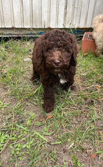 Mooi chocolade labradoodle medium reutje. beschikbaar voor biedingen