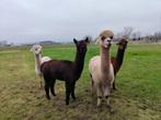 Alpaca's te koop, Dieren en Toebehoren, Overige Dieren