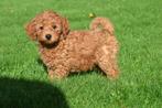 Kruising pups Maltipoo, Cavapoo, Shipoo ,boomer, Dieren en Toebehoren, België, 8 tot 15 weken, Meerdere, Meerdere dieren