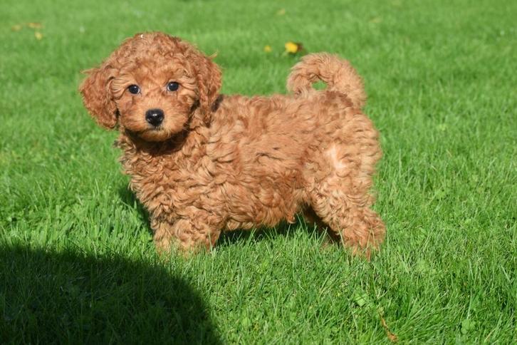 Kruising pups Maltipoo, Cavapoo, Shipoo ,boomer, Dieren en Toebehoren, Honden | Niet-rashonden, Middel, Meerdere dieren, Fokker | Professioneel